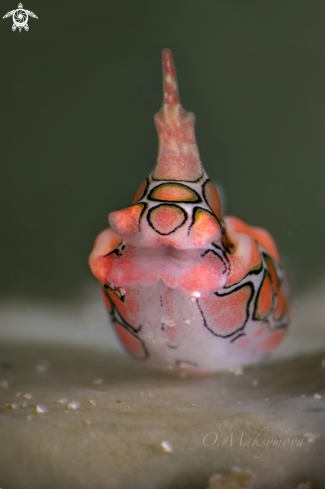 A Psychedelic batwing slug (Sagaminopteron psychedelicum) 