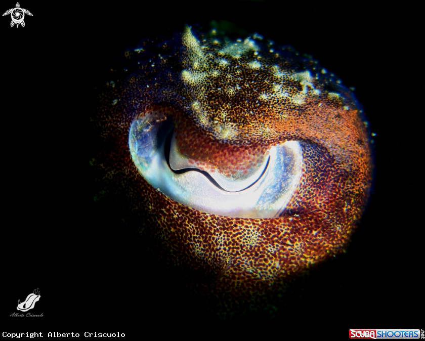 A Cuttlefish eye with snoot