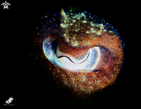 A Cuttlefish eye with snoot