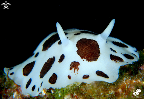 A Peltodoris atromaculata | Peltodoris atromaculata