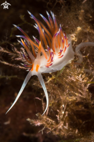 A Cratena peregrina nudibranch