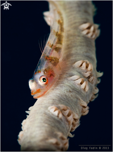A Whip coral Goby