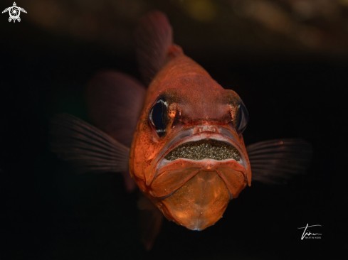 A Apogon imberbis | Red Cardinal fish