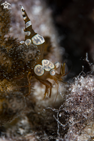 A Thor amboinensis | Sexy Shrimp