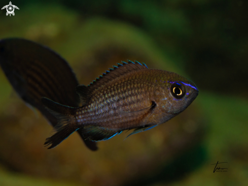 A Chromis chromis | Damselfish