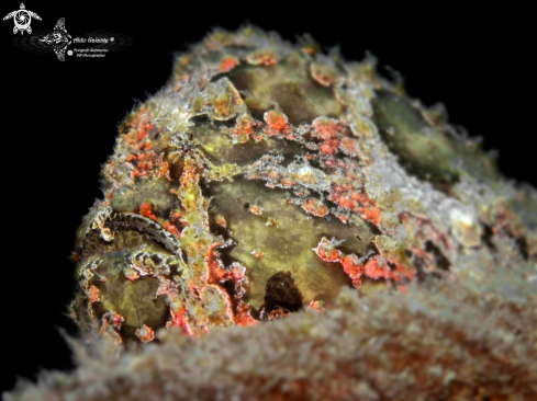 A Antennarius commerson (Lacepède, 1798)  | Commerson's Frogfish - The Giant Frogfish