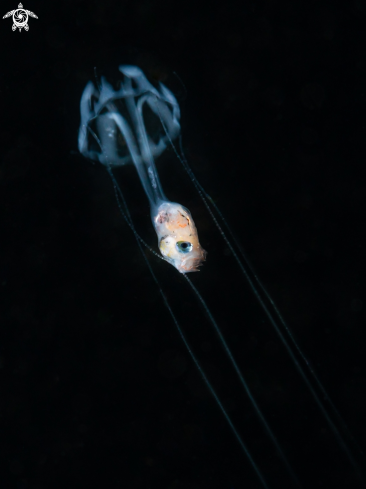 A jellyfish