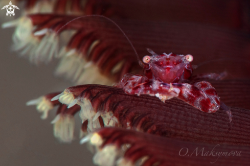 A Tiny Four-lobed Porcelain Crab (Lissoporcellana quadrilobata)