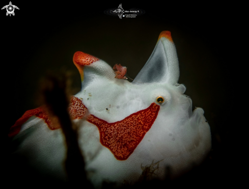 A Antennarius maculatus (Desjardins, 1840) | Warty Frogfish