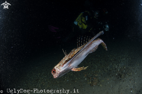 A Pesce civetta