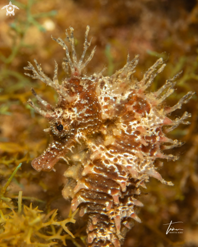 A Seahorse