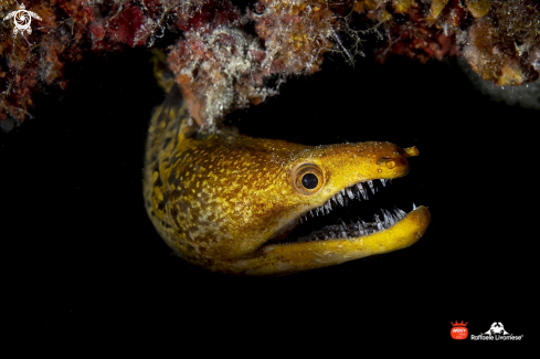 A Oriental moray