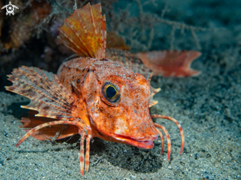 A Gallinella o Pesce Capone