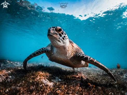 A Chelonia mydas | Green Sea Turtle