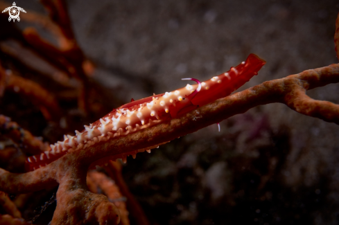 A COWRIE