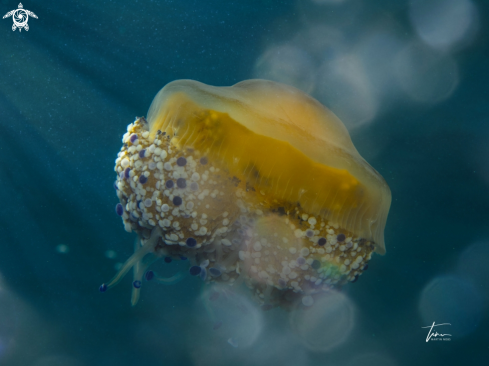 A Cotylorhiza tuberculata | Fried egg Jellyfish