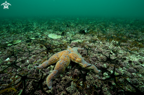 A Sea star