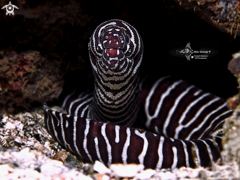 A Zebra Moray Eel