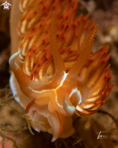 A Dondice banyulensis