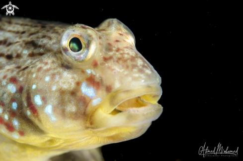 A Goby Fish 