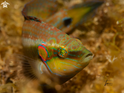 A Symphodus ocellatus | Ocellated Wrasse