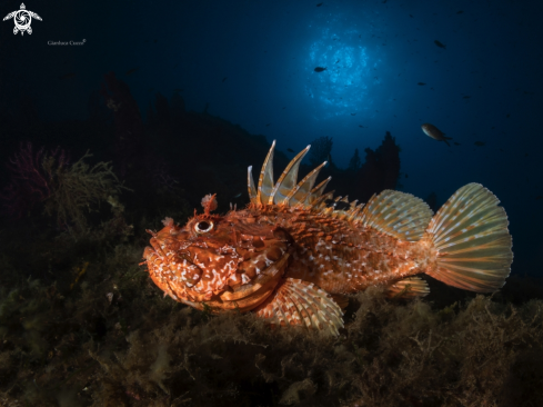 A Scorpaena scrofa | Scorpion Fish