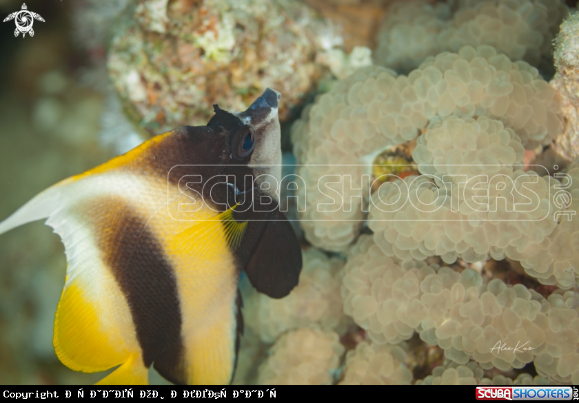 A The Red Sea bannerfish (Heniochus intermedius) is a species of marine ray-finned fish, a butterflyfish from the family Chaetodontidae. It is found in the western Indian Ocean. It has been recorded as an introduced species off Florida and as a Lessepsian m