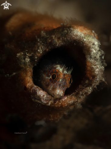 A Zvonimir's Blenny