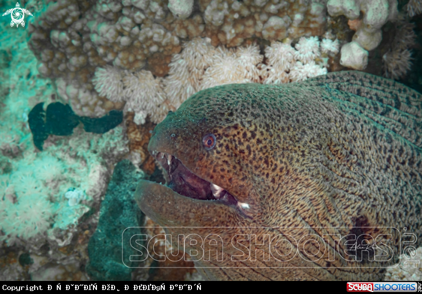 A As the name suggests, the giant moray is a large eel, reaching up to 3 m (9.8 ft) in length and 30 kg (66 lb) in weight.[3] Its elongated body is brownish in color. While juveniles are tan in color with large black spots, adults have black specks that gra