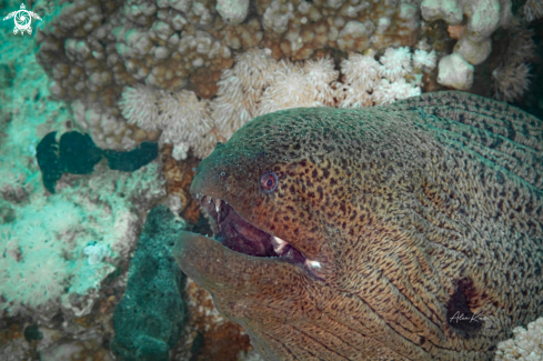 A As the name suggests, the giant moray is a large eel, reaching up to 3 m (9.8 ft) in length and 30 kg (66 lb) in weight.[3] Its elongated body is brownish in color. While juveniles are tan in color with large black spots, adults have black specks that gra