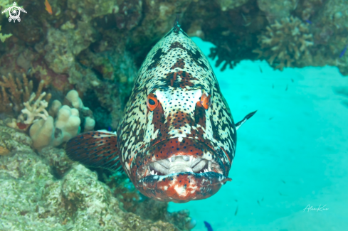 A The camouflage grouper (Epinephelus polyphekadion), also known as the blue-tailed cod, camouflage rockcod, small-toothed rockcod, smooth flowery rock-cod, snout-spot grouper or snout-spot rock-cod, is a species of marine ray-finned fish, a grouper from th