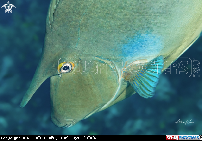 A The whitemargin unicornfish (Naso annulatus) is a tropical fish found throughout the Indo-Pacific.[1] It can reach a length of 100 cm, making it one of the largest members of the family Acanthuridae.