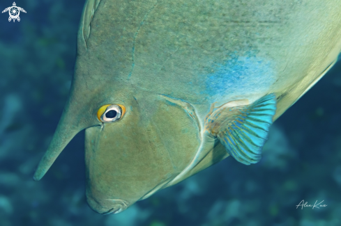 A The whitemargin unicornfish (Naso annulatus) is a tropical fish found throughout the Indo-Pacific.[1] It can reach a length of 100 cm, making it one of the largest members of the family Acanthuridae.