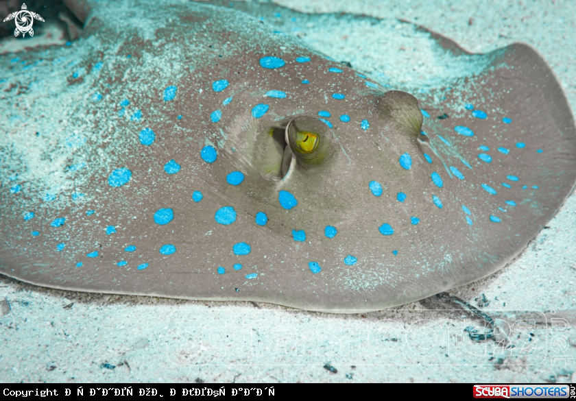 A Kuhl's maskray (Neotrygon kuhlii), also known as the blue-spotted stingray, blue-spotted maskray, or Kuhl's stingray, is a species of stingray of the family Dasyatidae. It was recently changed from Dasyatis kuhlii in 2008 after morphological and molecular