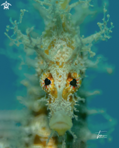 A Seahorse