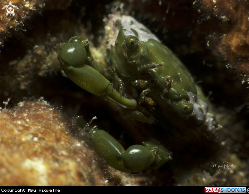 A Green Clinging Crab