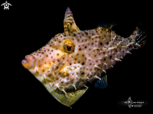 A Strap Weed Filefish 