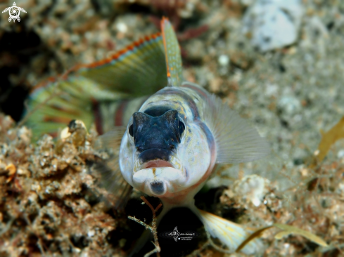 A Redmargin Shrimp Goby