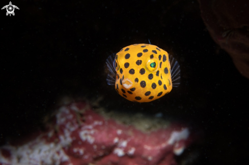 A Ostracion cubicus | Boxfish