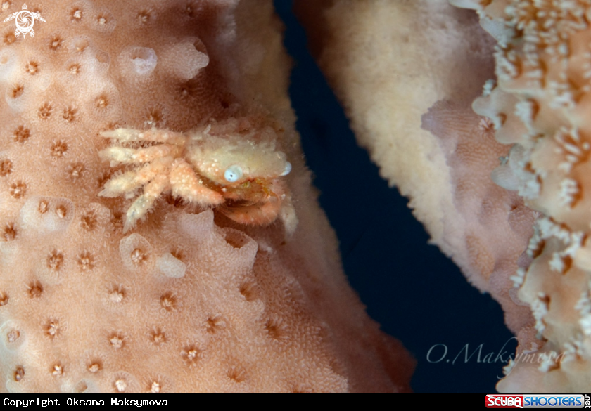 A Coral crab Cymo sp.