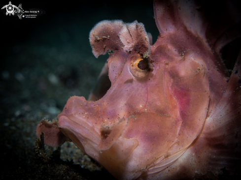 A Rhinopias eschmeyeri (Condé, 1977)  | Rose Rhinopias