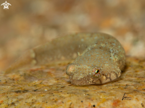 A Diplecogaster bimaculata | Clingfish