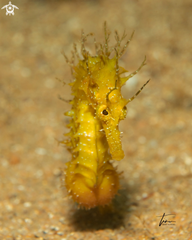 A Hippocampus guttulatus | Seahorse