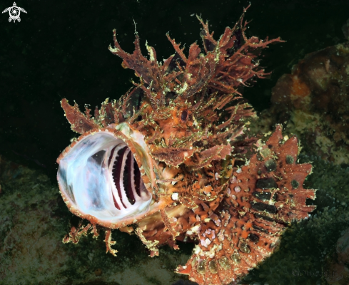 A Rhinopias frondosa | Weedy Scorpionfish 