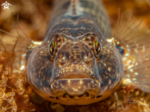 A Rock Goby