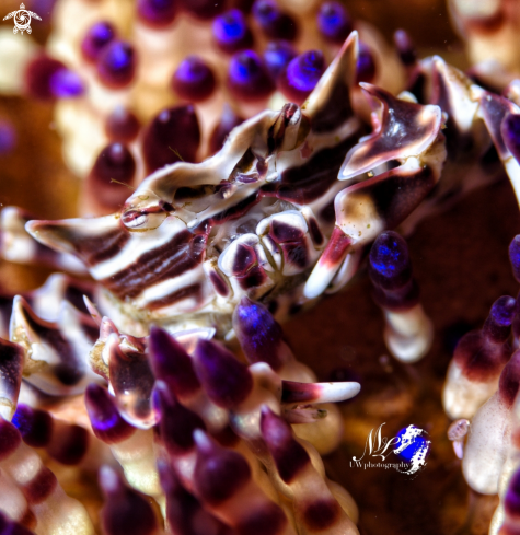 A Zebrida  | Zebra crab