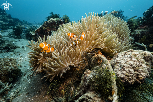 A Anemone fish