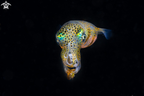 A Bigfin reef squid
