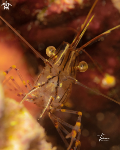 A Rock pool Shrimp