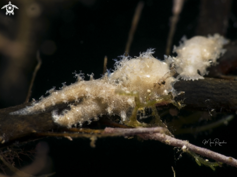 A Tufted Nudibranch